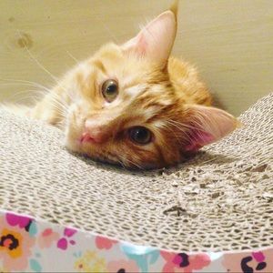 Meet your Posher, Kaylee